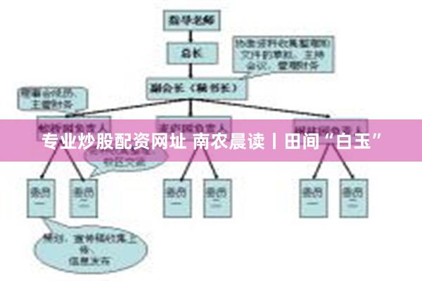 专业炒股配资网址 南农晨读丨田间“白玉”